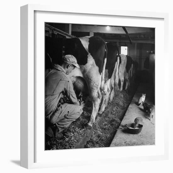 Young Farmer Milking a Row of Cows in a Barn, Kittens and Pan of Milk Nearby-Gordon Parks-Framed Photographic Print