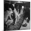Young Farmer Milking a Row of Cows in a Barn, Kittens and Pan of Milk Nearby-Gordon Parks-Mounted Photographic Print
