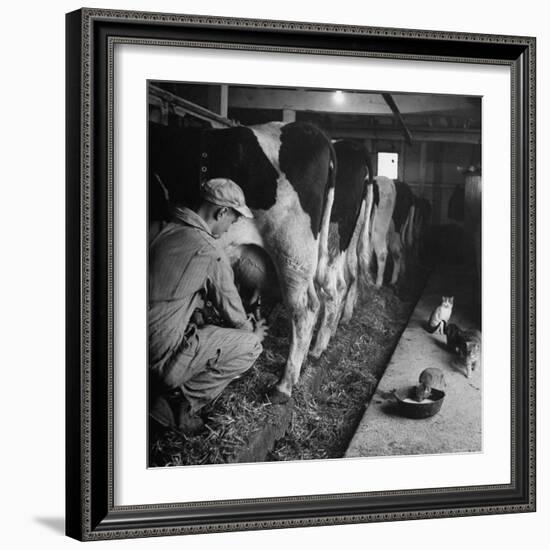 Young Farmer Milking a Row of Cows in a Barn, Kittens and Pan of Milk Nearby-Gordon Parks-Framed Photographic Print