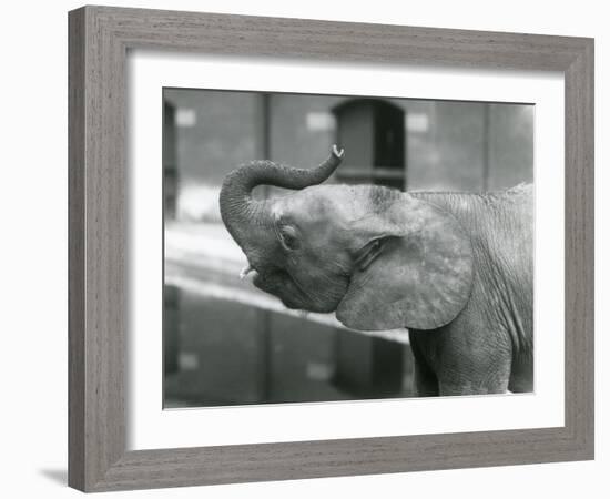 Young female African Pygmy Elephant 'Oojah' raising her trunk at London Zoo, July 1925 (b/w photo)-Frederick William Bond-Framed Photographic Print