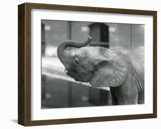 Young female African Pygmy Elephant 'Oojah' raising her trunk at London Zoo, July 1925 (b/w photo)-Frederick William Bond-Framed Photographic Print