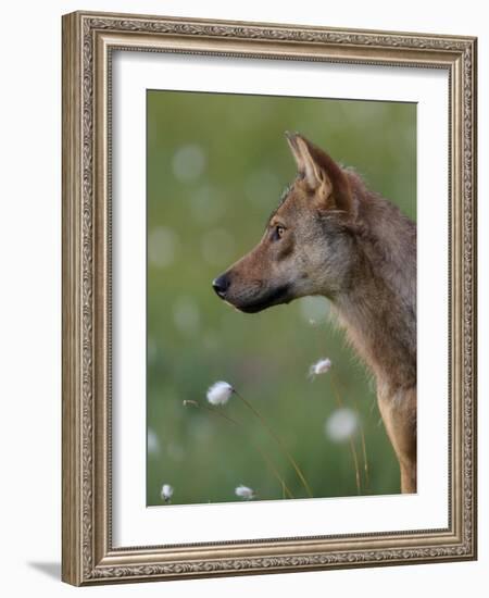 Young female Grey wolf in meadow, Finland-Jussi Murtosaari-Framed Photographic Print