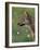 Young female Grey wolf in meadow, Finland-Jussi Murtosaari-Framed Photographic Print