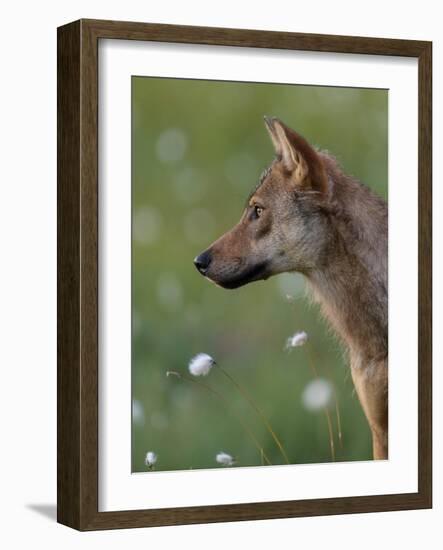 Young female Grey wolf in meadow, Finland-Jussi Murtosaari-Framed Photographic Print