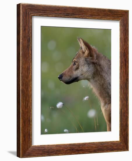 Young female Grey wolf in meadow, Finland-Jussi Murtosaari-Framed Photographic Print