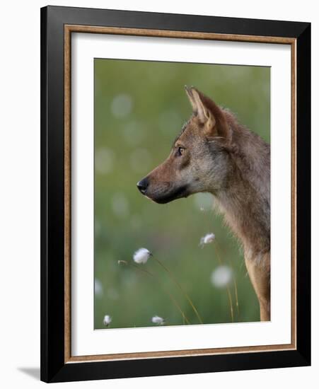 Young female Grey wolf in meadow, Finland-Jussi Murtosaari-Framed Photographic Print