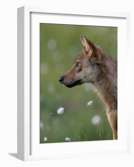 Young female Grey wolf in meadow, Finland-Jussi Murtosaari-Framed Photographic Print