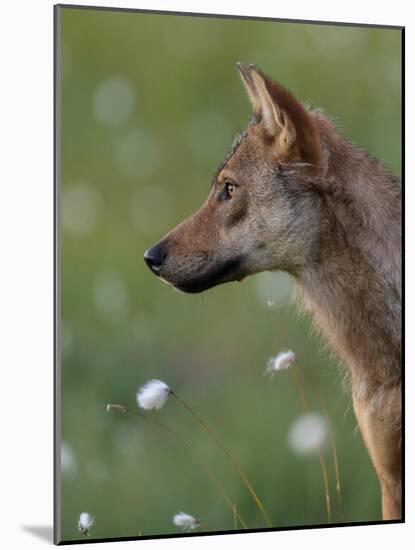 Young female Grey wolf in meadow, Finland-Jussi Murtosaari-Mounted Photographic Print