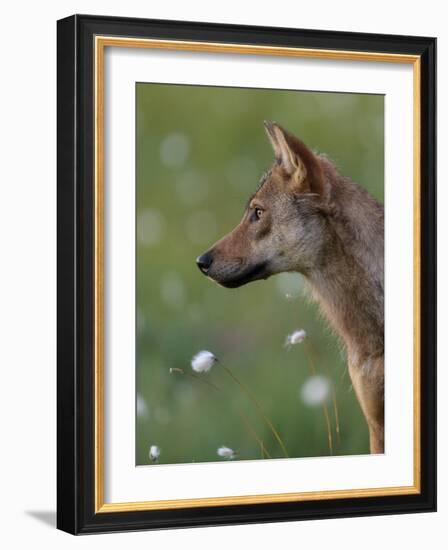 Young female Grey wolf in meadow, Finland-Jussi Murtosaari-Framed Photographic Print