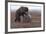 Young Female Kamchatka Brown Bear (Ursus Arctos Beringianus) Playing with Oil Drum-Igor Shpilenok-Framed Photographic Print