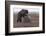 Young Female Kamchatka Brown Bear (Ursus Arctos Beringianus) Playing with Oil Drum-Igor Shpilenok-Framed Photographic Print