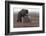 Young Female Kamchatka Brown Bear (Ursus Arctos Beringianus) Playing with Oil Drum-Igor Shpilenok-Framed Photographic Print