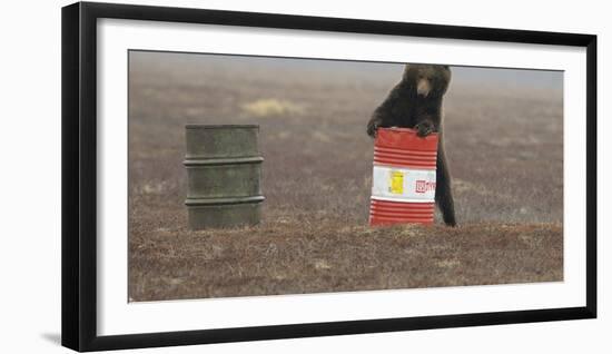 Young Female Kamchatka Brown Bear (Ursus Arctos Beringianus) Playing with Oil Drum-Igor Shpilenok-Framed Photographic Print