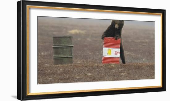 Young Female Kamchatka Brown Bear (Ursus Arctos Beringianus) Playing with Oil Drum-Igor Shpilenok-Framed Photographic Print