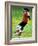 Young Female Soccer Player-null-Framed Photographic Print