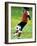 Young Female Soccer Player-null-Framed Photographic Print