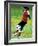 Young Female Soccer Player-null-Framed Photographic Print