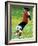 Young Female Soccer Player-null-Framed Photographic Print