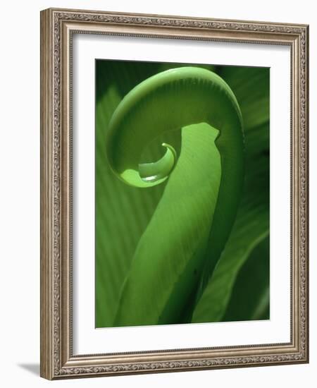 Young Fern Frond Uncurls-Susan Bishop-Framed Photographic Print