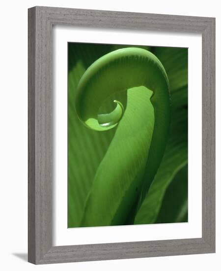 Young Fern Frond Uncurls-Susan Bishop-Framed Photographic Print