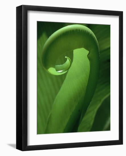 Young Fern Frond Uncurls-Susan Bishop-Framed Photographic Print