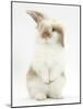 Young Fluffy Rabbit Standing Up-Mark Taylor-Mounted Photographic Print