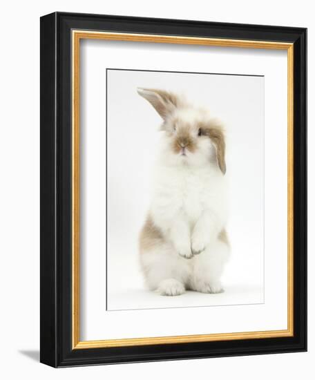 Young Fluffy Rabbit Standing Up-Mark Taylor-Framed Photographic Print