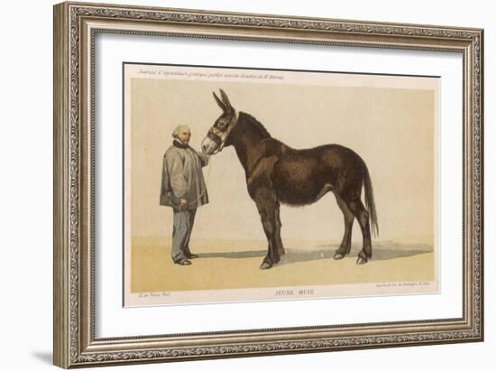 Young French Mule with Its Owner Monsieur Rimbault First Prize at the Niort Competition of 1865-null-Framed Art Print