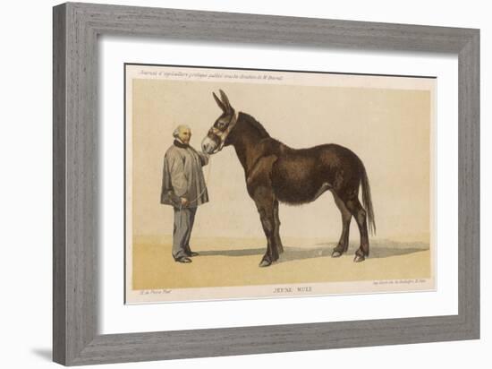 Young French Mule with Its Owner Monsieur Rimbault First Prize at the Niort Competition of 1865-null-Framed Art Print