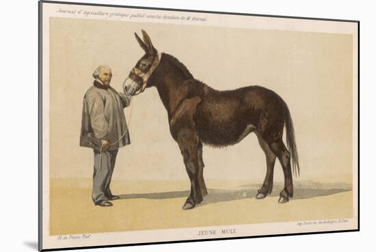 Young French Mule with Its Owner Monsieur Rimbault First Prize at the Niort Competition of 1865-null-Mounted Art Print