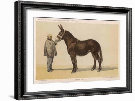 Young French Mule with Its Owner Monsieur Rimbault First Prize at the Niort Competition of 1865-null-Framed Art Print