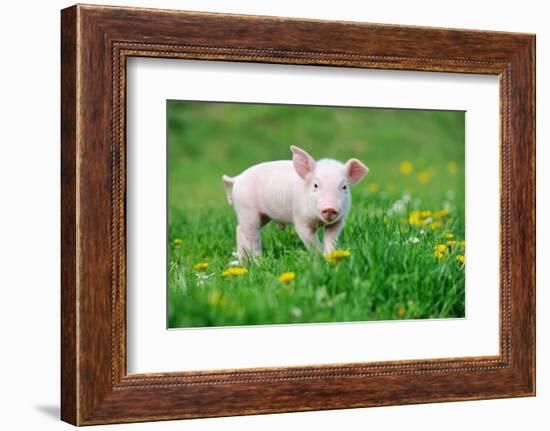 Young Funny Pig on a Spring Green Grass-Volodymyr Burdiak-Framed Photographic Print