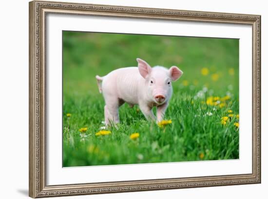 Young Funny Pig on a Spring Green Grass-Volodymyr Burdiak-Framed Photographic Print