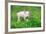 Young Funny Pig on a Spring Green Grass-Volodymyr Burdiak-Framed Photographic Print