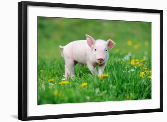 Young Funny Pig on a Spring Green Grass-Volodymyr Burdiak-Framed Photographic Print