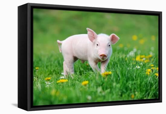 Young Funny Pig on a Spring Green Grass-Volodymyr Burdiak-Framed Premier Image Canvas