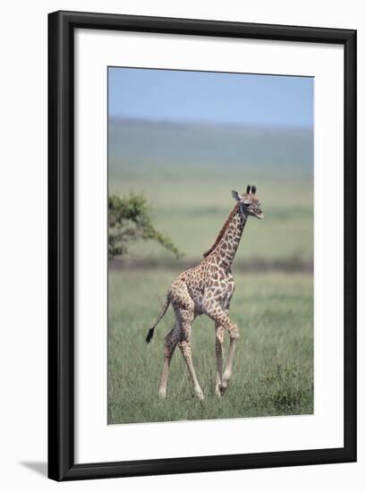 Young Giraffe Running in the Grass-DLILLC-Framed Photographic Print