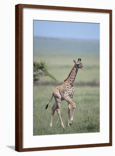 Young Giraffe Running in the Grass-DLILLC-Framed Photographic Print