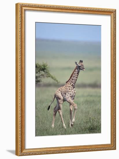 Young Giraffe Running in the Grass-DLILLC-Framed Photographic Print