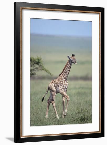 Young Giraffe Running in the Grass-DLILLC-Framed Photographic Print