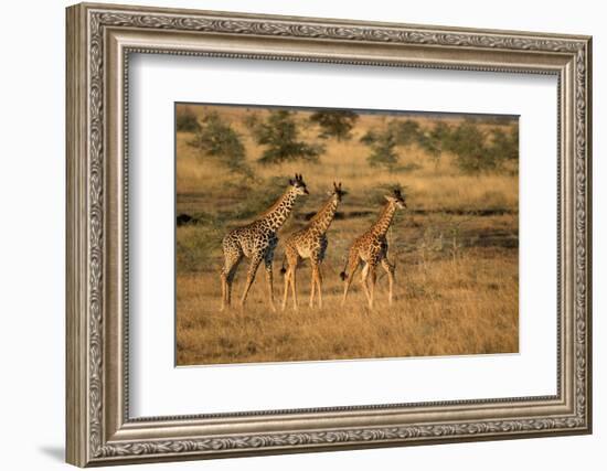 Young giraffes (Giraffa camelopardalis), Serengeti National Park, Tanzania, East Africa, Africa-null-Framed Photographic Print