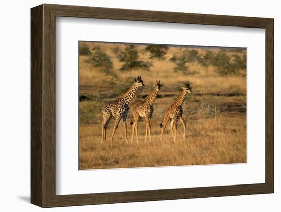 Young giraffes (Giraffa camelopardalis), Serengeti National Park, Tanzania, East Africa, Africa-null-Framed Photographic Print