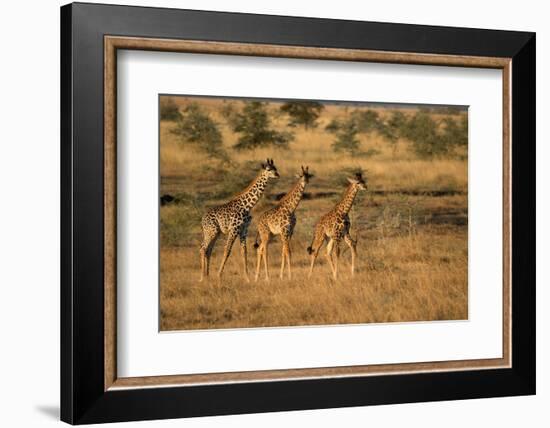 Young giraffes (Giraffa camelopardalis), Serengeti National Park, Tanzania, East Africa, Africa-null-Framed Photographic Print