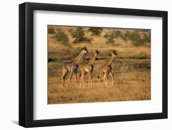 Young giraffes (Giraffa camelopardalis), Serengeti National Park, Tanzania, East Africa, Africa-null-Framed Photographic Print