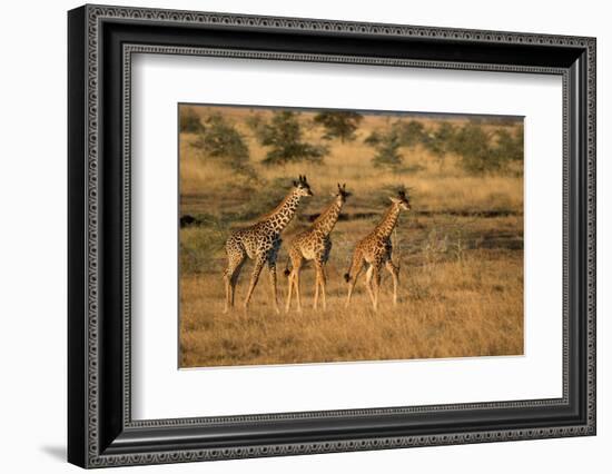 Young giraffes (Giraffa camelopardalis), Serengeti National Park, Tanzania, East Africa, Africa-null-Framed Photographic Print