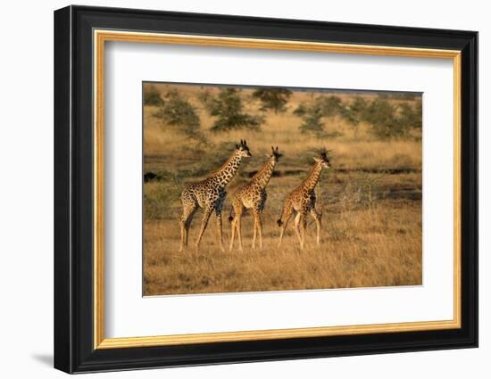 Young giraffes (Giraffa camelopardalis), Serengeti National Park, Tanzania, East Africa, Africa-null-Framed Photographic Print