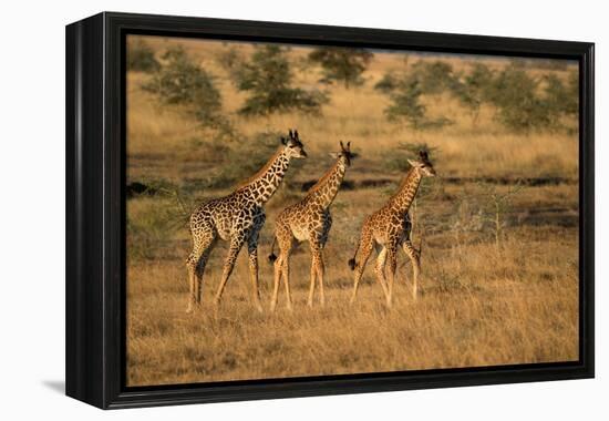 Young giraffes (Giraffa camelopardalis), Serengeti National Park, Tanzania, East Africa, Africa-null-Framed Premier Image Canvas