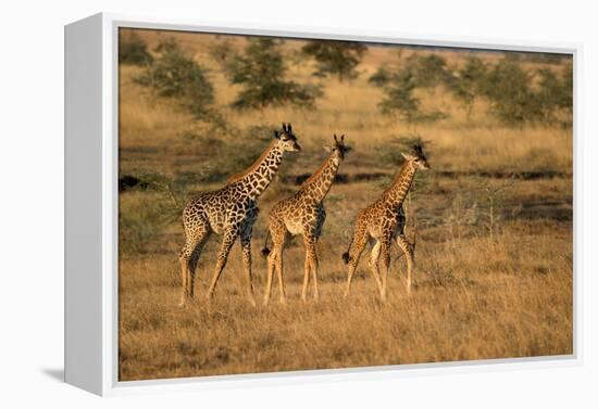 Young giraffes (Giraffa camelopardalis), Serengeti National Park, Tanzania, East Africa, Africa-null-Framed Premier Image Canvas