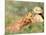 Young Girls on the River Bank-Pierre-Auguste Renoir-Mounted Premium Giclee Print
