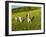 Young girls running in field, Sabins Pasture, Montpelier, Vermont, USA-Jerry & Marcy Monkman-Framed Photographic Print